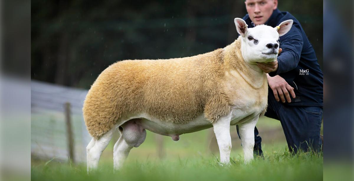 The World’s Most Expensive Sheep Has Just Been Purchased for $490,000 in Scotland