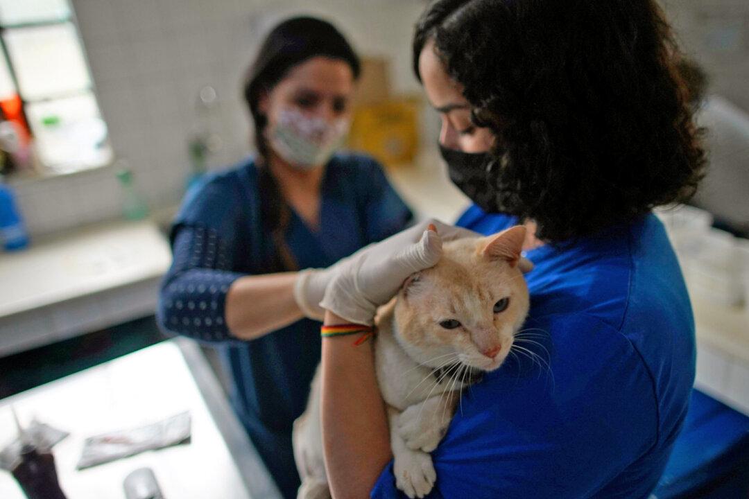 78 Sick, Neglected Cats, Dead Kittens Found Inside Home–Couple Charged With Animal Cruelty