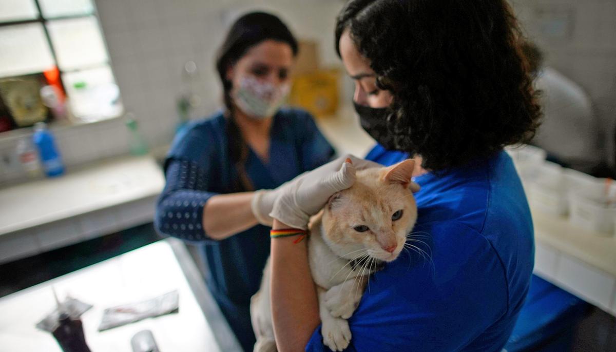 78 Sick, Neglected Cats, Dead Kittens Found Inside Home–Couple Charged With Animal Cruelty