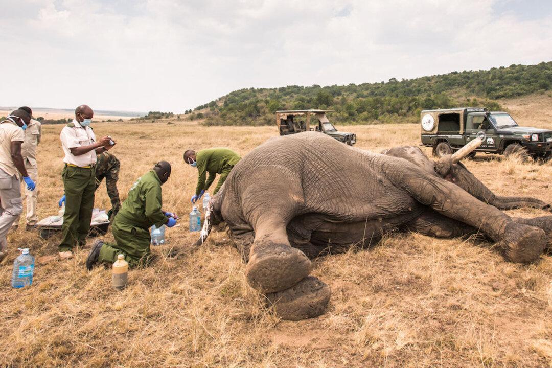Vets Save Maggot-Infested Wounded Elephant After It Was Speared for Crossing Into Human Land
