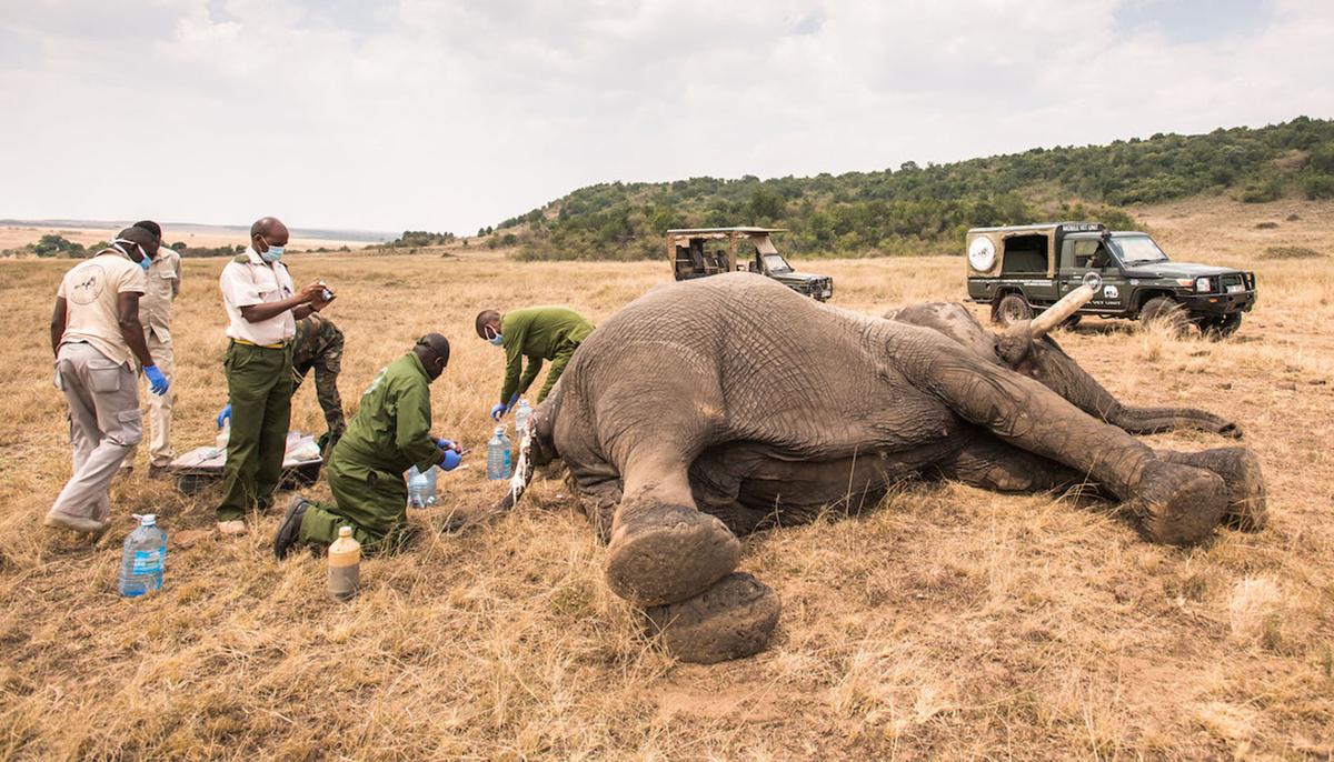 Vets Save Maggot-Infested Wounded Elephant After It Was Speared for Crossing Into Human Land