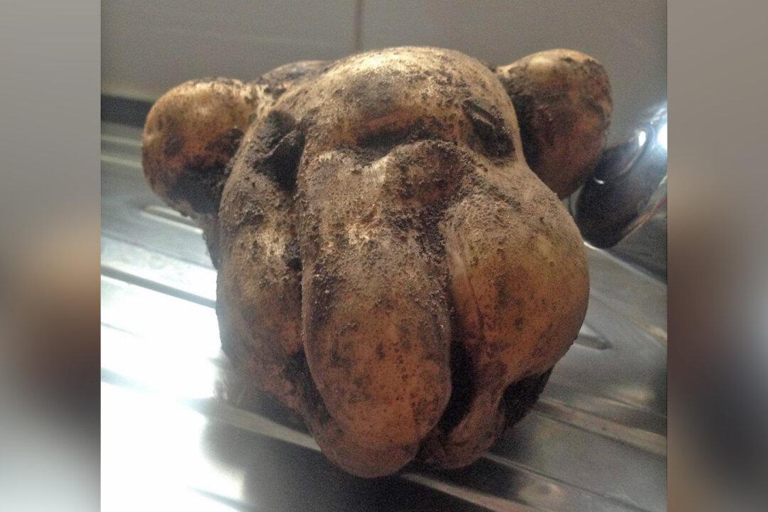 Gardener Left Surprised Upon Discovering a Potato That Was a ‘Spitting Image’ of Her Dog