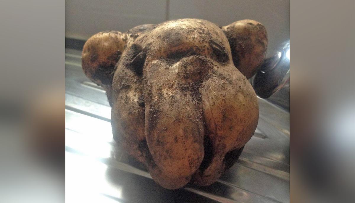 Gardener Left Surprised Upon Discovering a Potato That Was a ‘Spitting Image’ of Her Dog