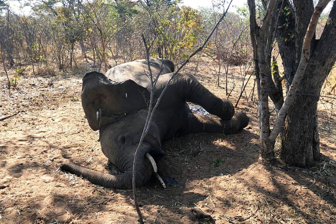 Zimbabwe Investigating Deaths of 22 Elephants, More Expected