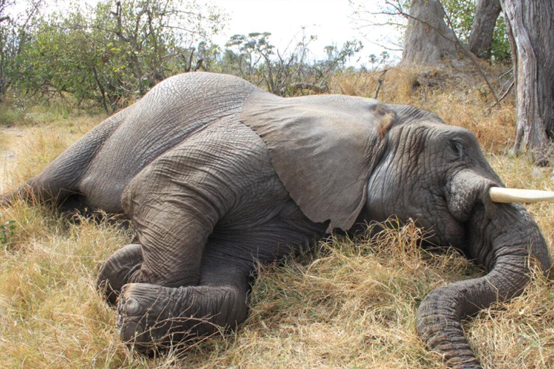 11 Elephants Mysteriously Die in Zimbabwe Forest, Parks Authorities Are Investigating