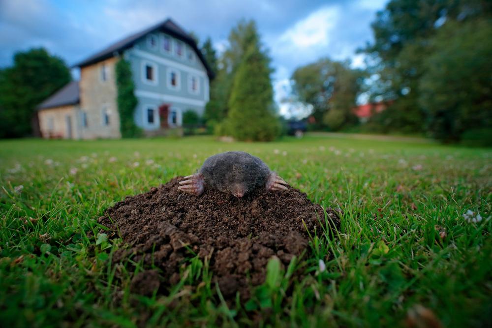 How to Get Rid of Moles