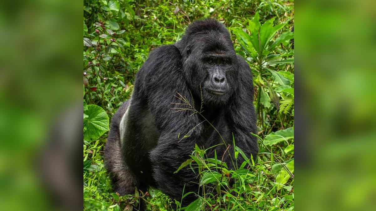 A mountain gorilla at Uganda's Bwindi Impenetrable National Park. (Courtesy of Uganda Wildlife Authority/Twitter)