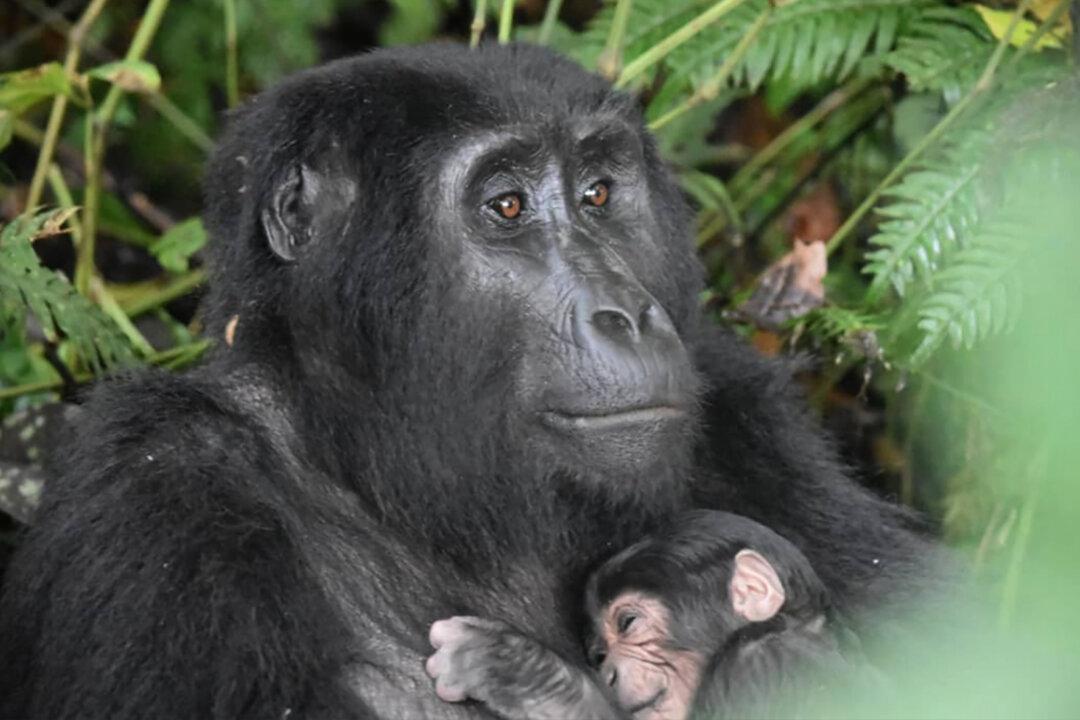 Endangered Mountain Gorilla Baby Boom in Uganda Shows Successful Conservation Efforts