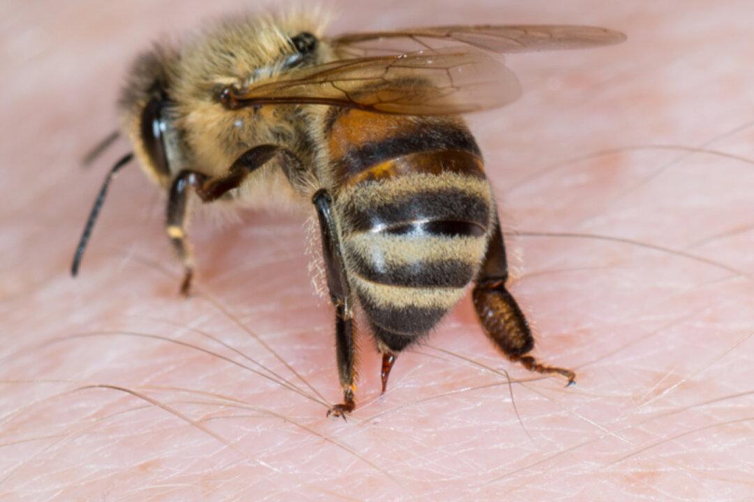 Honeybee Venom Kills Breast Cancer Cells in Lab Setting, ‘Exciting’ New Study Finds