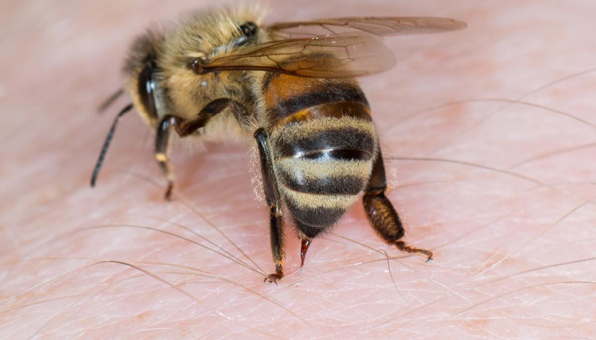 Honeybee Venom Kills Breast Cancer Cells in Lab Setting, ‘Exciting’ New Study Finds