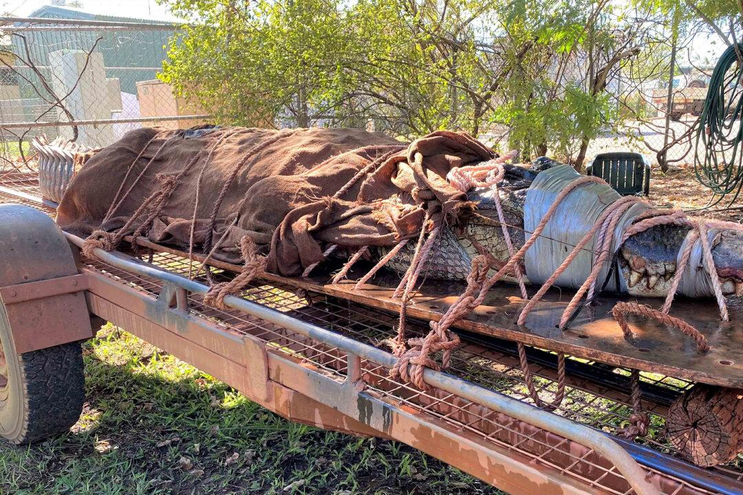 Massive 14-Foot Crocodile Captured at Tourist Spot in Australia’s Northern Territory