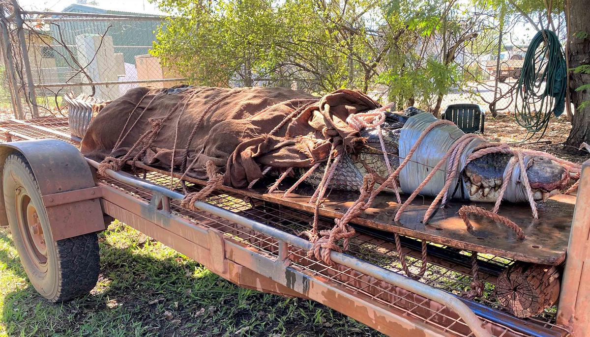 Massive 14-Foot Crocodile Captured at Tourist Spot in Australia’s Northern Territory