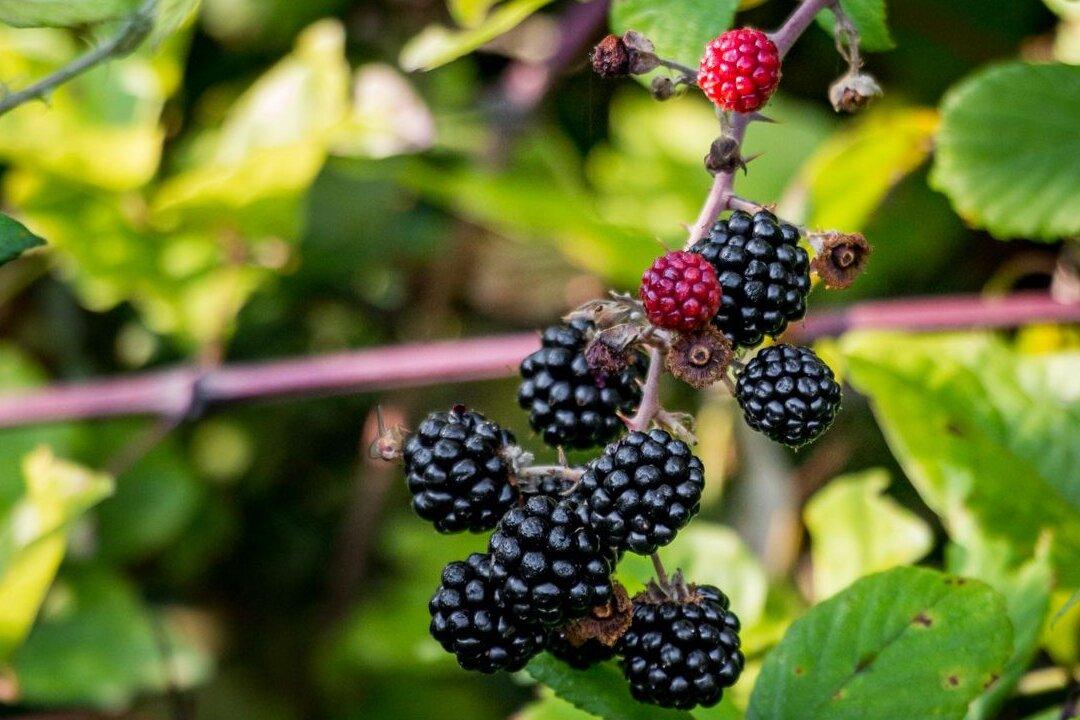 Summer’s Last Adventure: Blackberry Picking