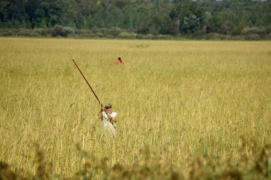 Of Wild Rice and Men