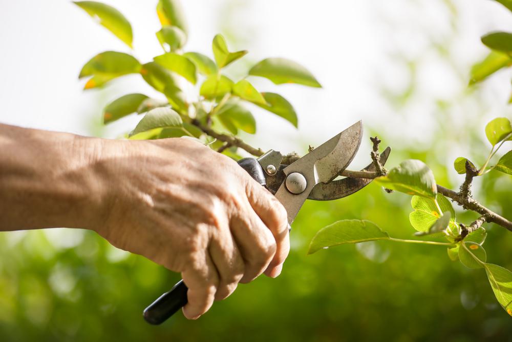 A Greener View: Why—and How—You Should Be Sanitizing Your Pruning Tools