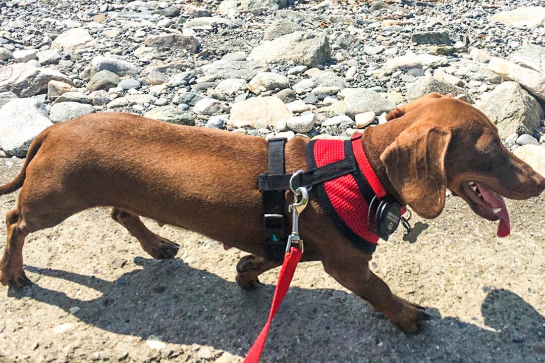Dog Stranded in the US Amid Lockdown Travels 10,000 Miles Back Home to Australia