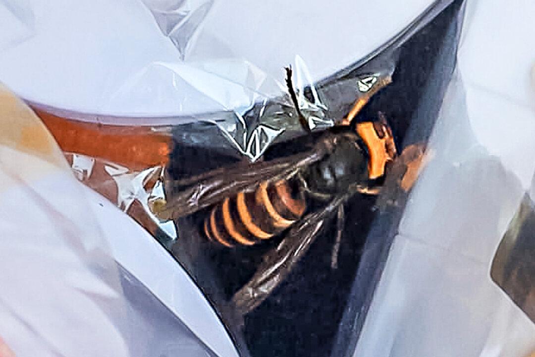 2 More ‘Murder Hornets’ Found in Washington State: One Still Alive Scares Diners