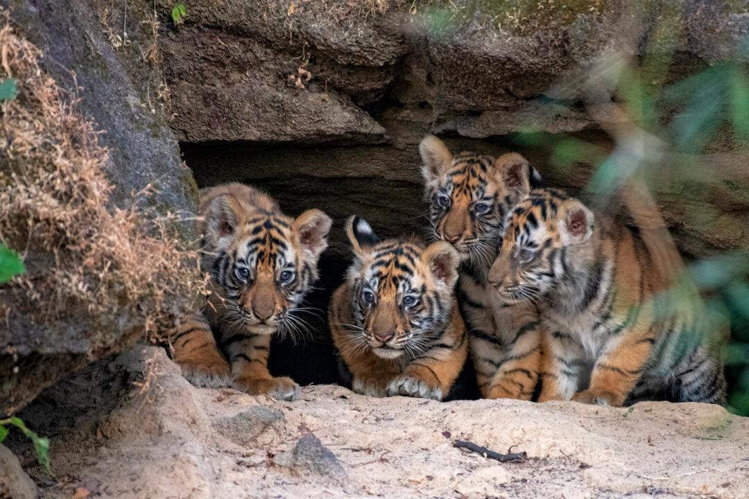 Photographer Captures the Rare Moment Newborn Tiger Cubs Emerge From a Den for the First Time