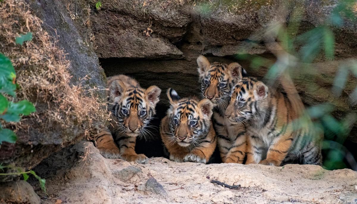 Photographer Captures the Rare Moment Newborn Tiger Cubs Emerge From a Den for the First Time