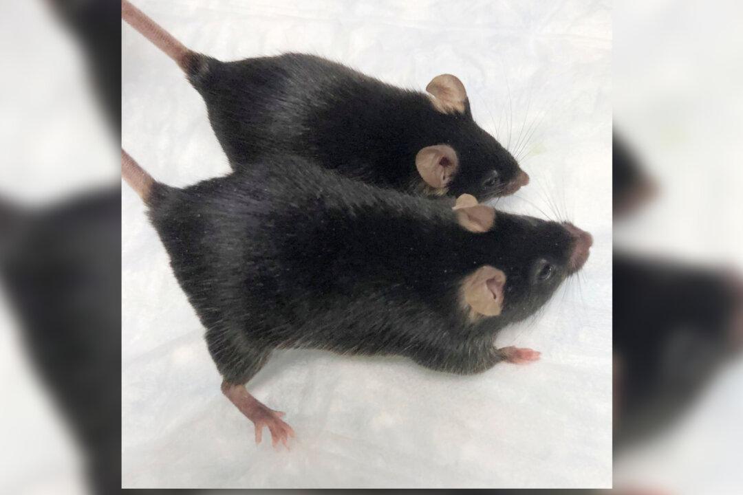 ‘Mighty Mice’ Stay Musclebound in Space, Boon for Astronauts
