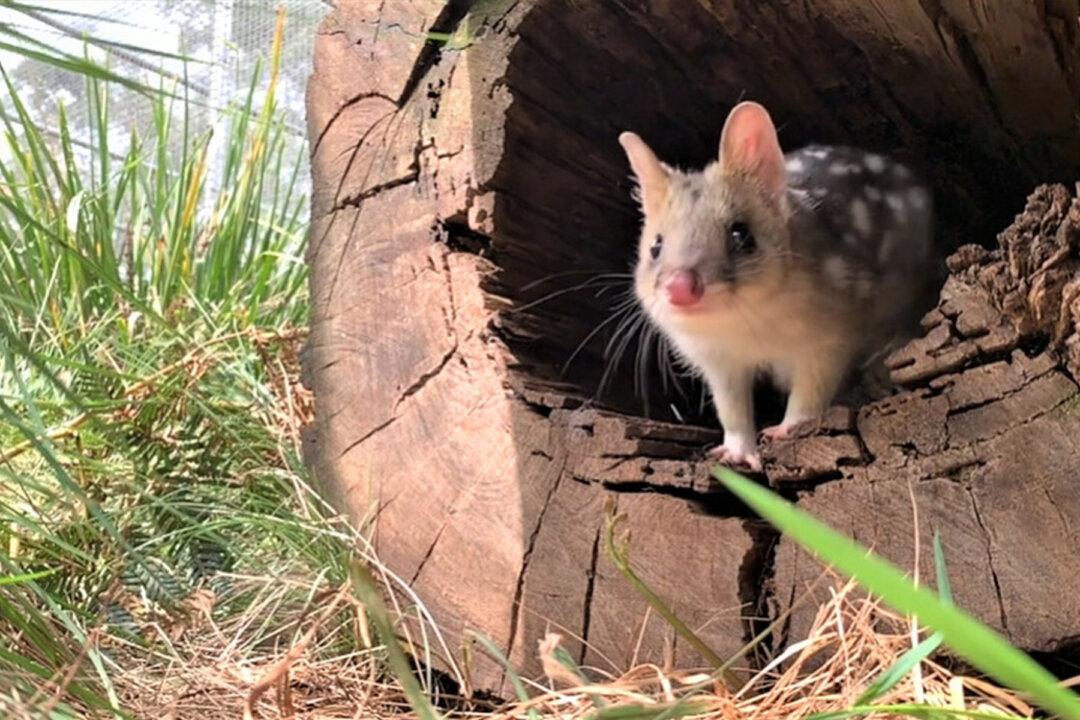 Eastern Quolls Return to Aussie Wildlife Sanctuary After Being 60 Years Extinct From Mainland