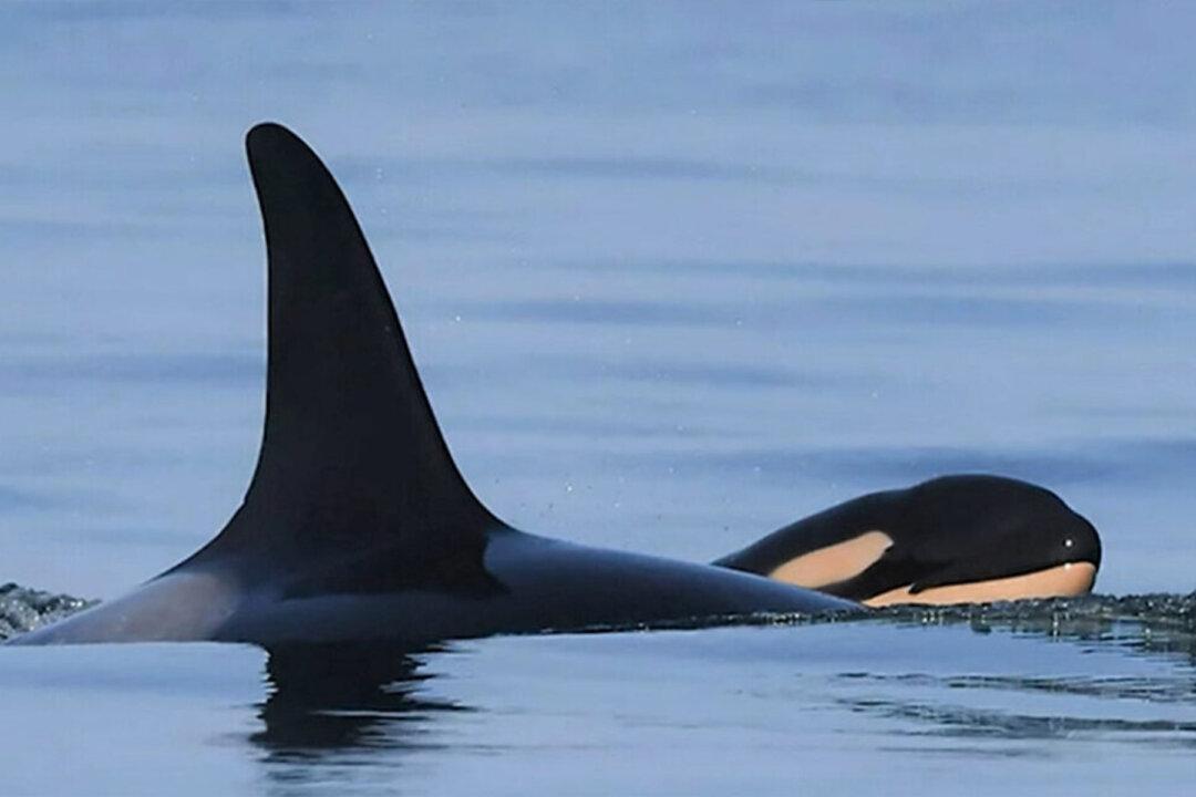 Killer Whale That Carried Its Dead Calf for 17 Days Gives Birth Again