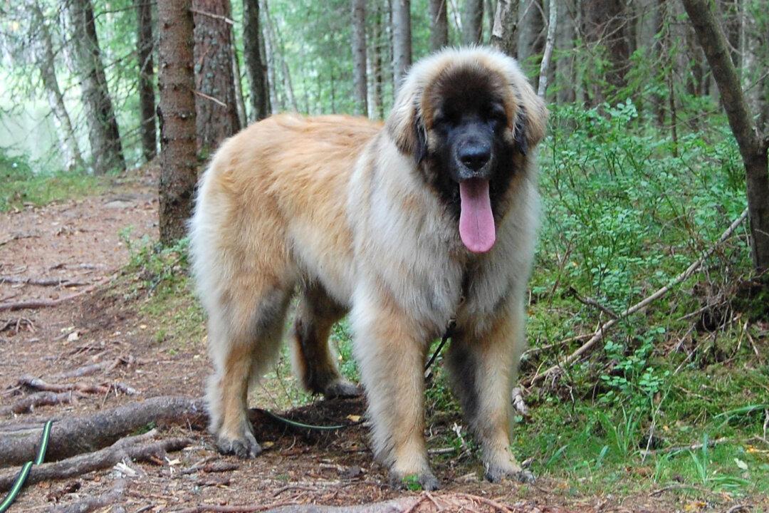One-Year-Old Pup That Weighs 110 lb Is Mistaken for a Bear on Her Walks in the Forests