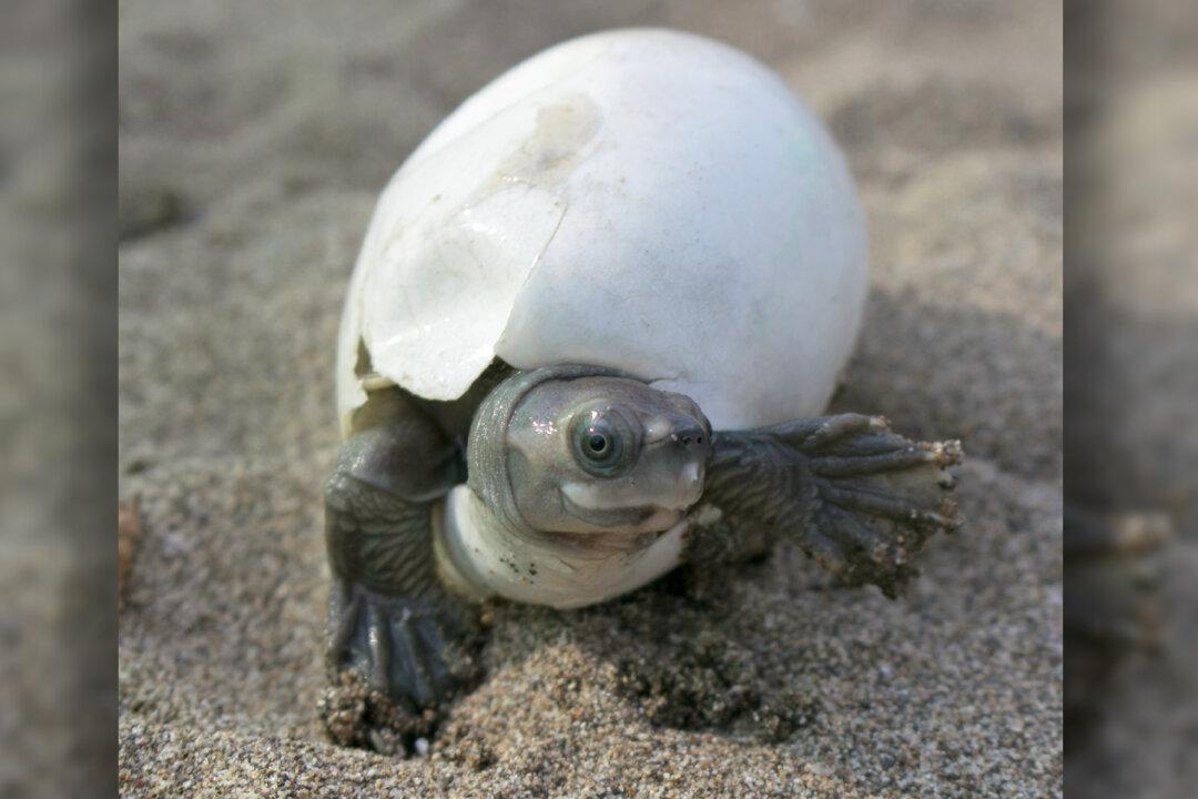 Extremely Rare Burmese Turtle With a ‘Smiling Face’ Coming Back From Near Extinction