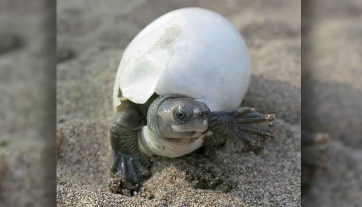 Extremely Rare Burmese Turtle With a ‘Smiling Face’ Coming Back From Near Extinction