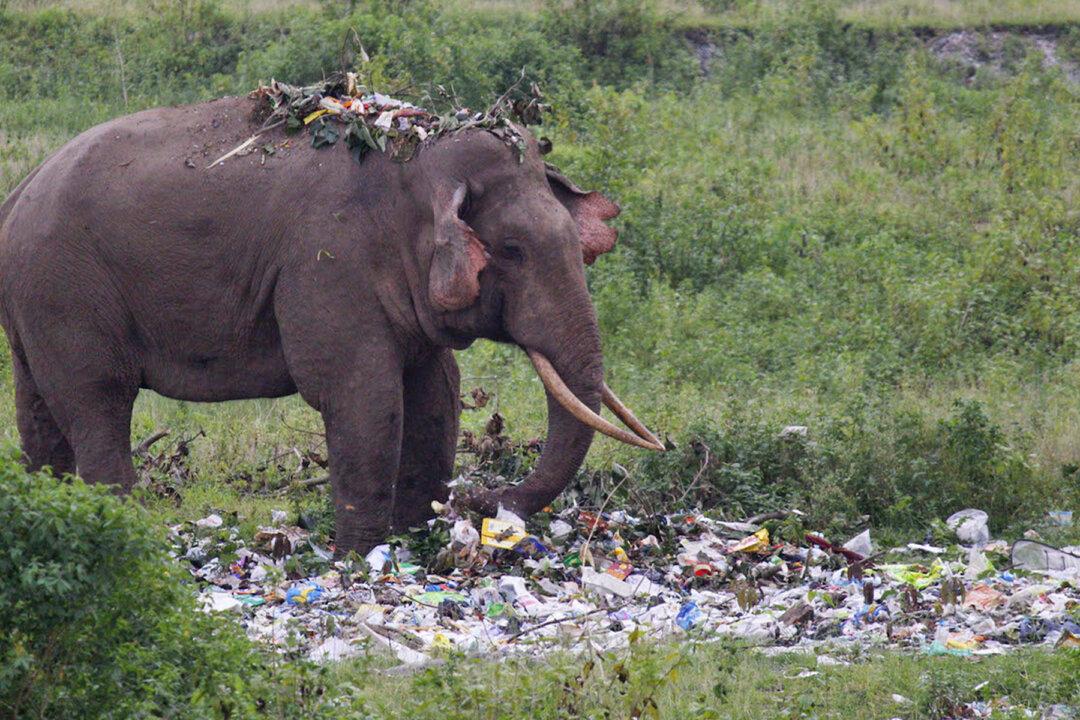 Tragic Photos Show an Elephant Wading Through a Pile of Plastic Trash in Search for Food