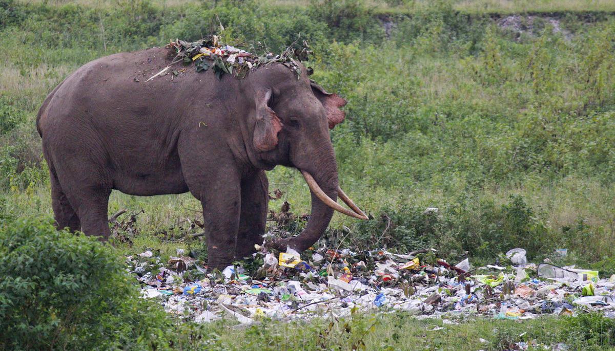 Tragic Photos Show an Elephant Wading Through a Pile of Plastic Trash in Search for Food