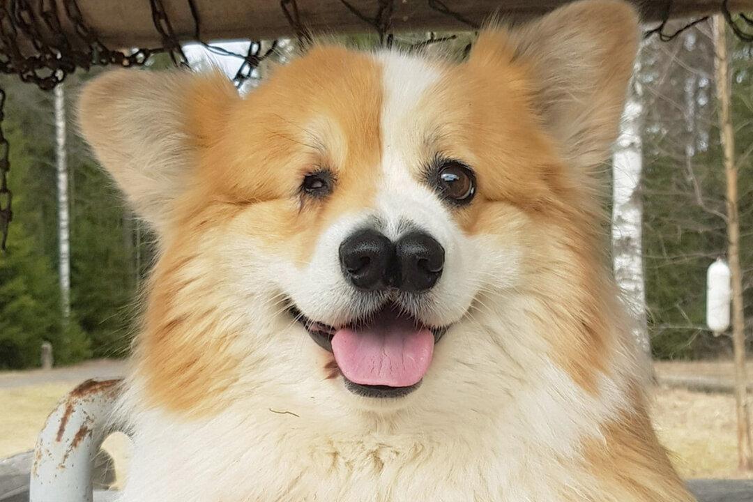 Dog That Was Born With One Eye and Two Noses Defies All Odds and Is Now a Happy 8-Year-Old