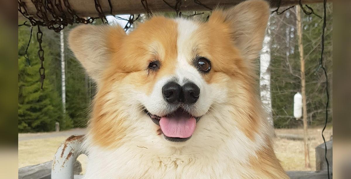 Dog That Was Born With One Eye and Two Noses Defies All Odds and Is Now a Happy 8-Year-Old