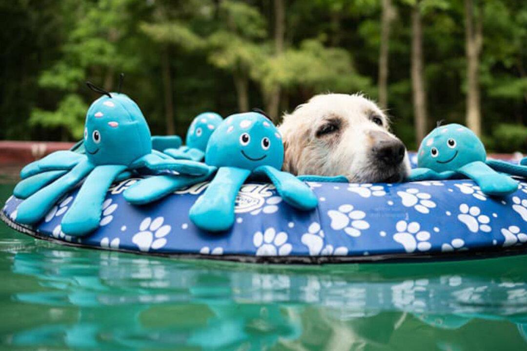 Family Helps Senior Golden Retriever With Terminal Cancer to Live His Bucket List