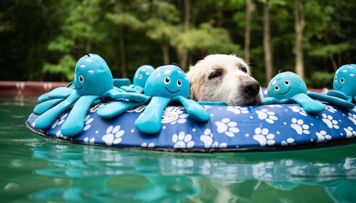 Family Helps Senior Golden Retriever With Terminal Cancer to Live His Bucket List