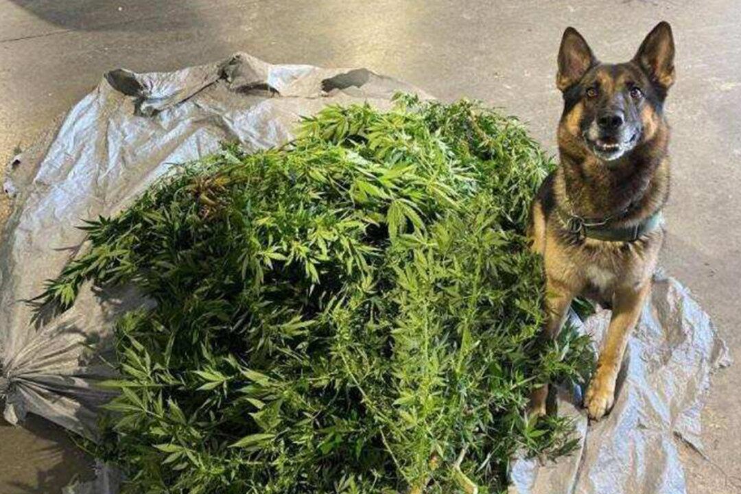 Maine Border Patrol K9 Sniffs Out 40 Pounds of Marijuana From Illegal Grow Op