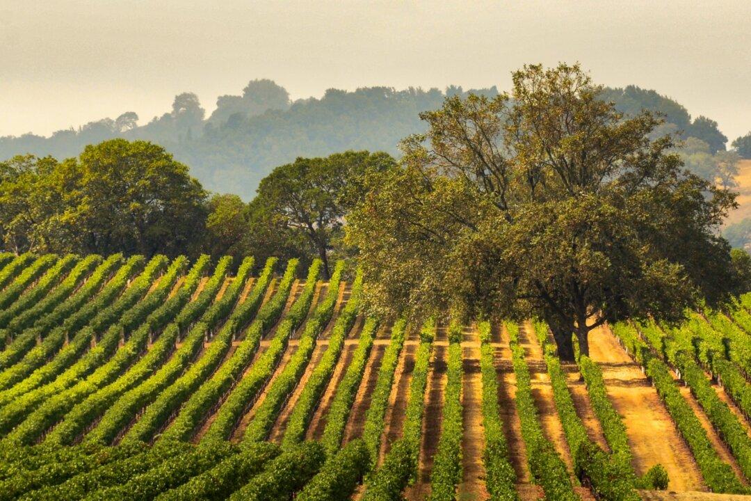 Wine Talk: Remembering the 2020 Vintage