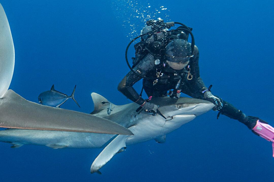 Female Diver Removes Fishing Hook Stuck in Shark’s Mouth: ‘It’s Such an Amazing Feeling’