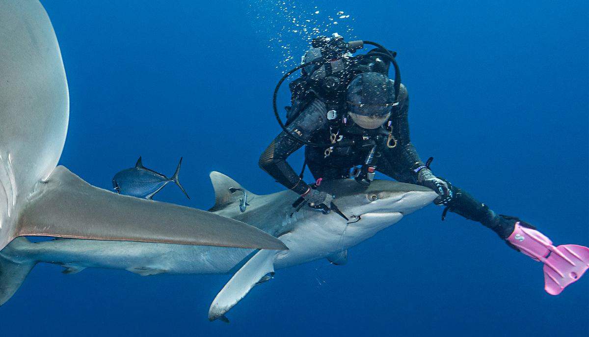 Female Diver Removes Fishing Hook Stuck in Shark’s Mouth: ‘It’s Such an Amazing Feeling’