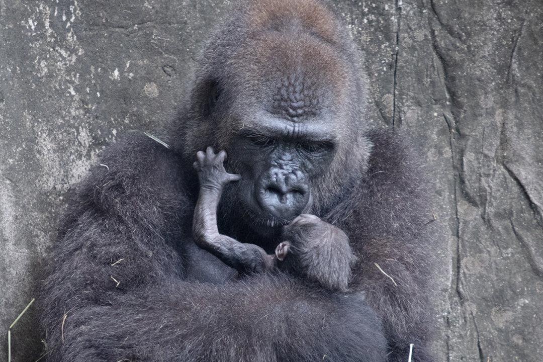 A Critically Endangered Baby Gorilla Died Six Days After Being Born at Audubon Zoo
