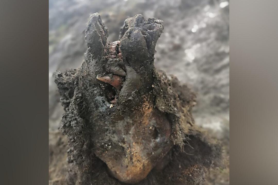 A Perfectly Preserved Ice Age Cave Bear Has Been Found in Russia–Even Its Nose Is Intact