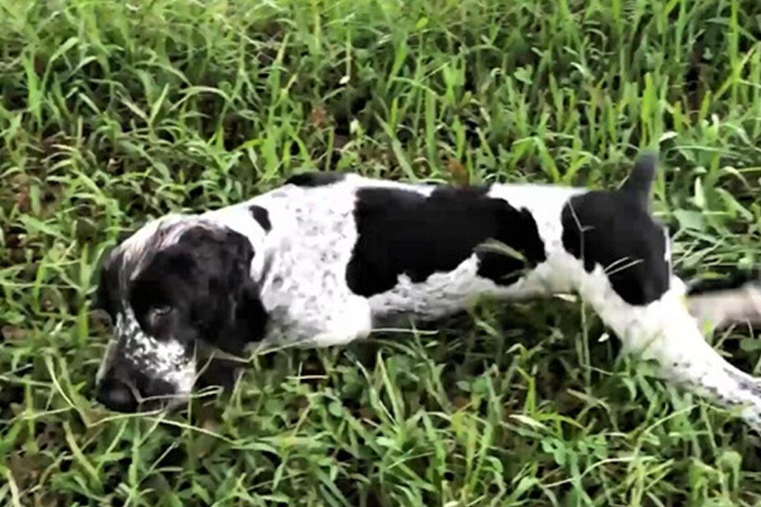 7-Month-Old Rescue Pup Born Missing Part of His Brain Gets a Second Chance at Life