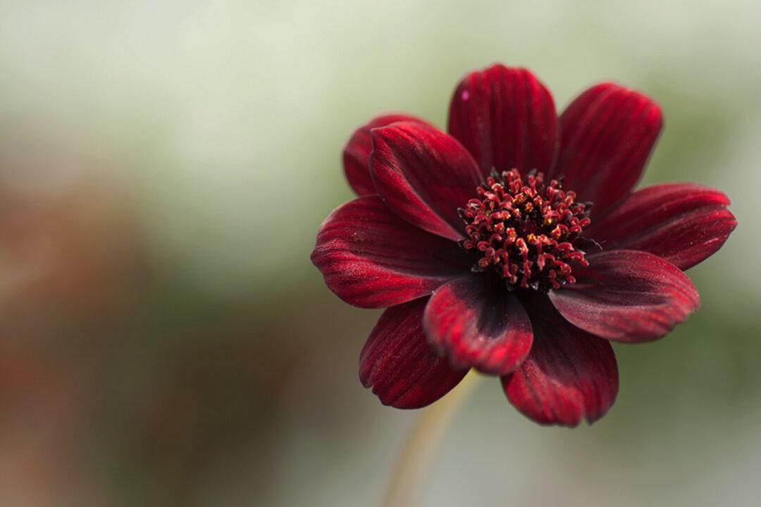 Chocolate Cosmos Flowers Exude a Sweet Scent That Will Remind You of a Red Velvet Cake