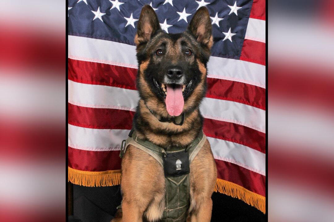 ‘He Sacrificed Himself’: Police Hold Funeral for Fallen SWAT K9 Killed in the Line of Duty