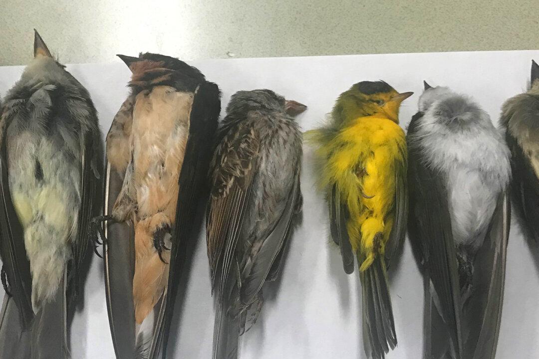 Hundreds of Thousands of Migratory Birds Have Been Found Dead in New Mexico