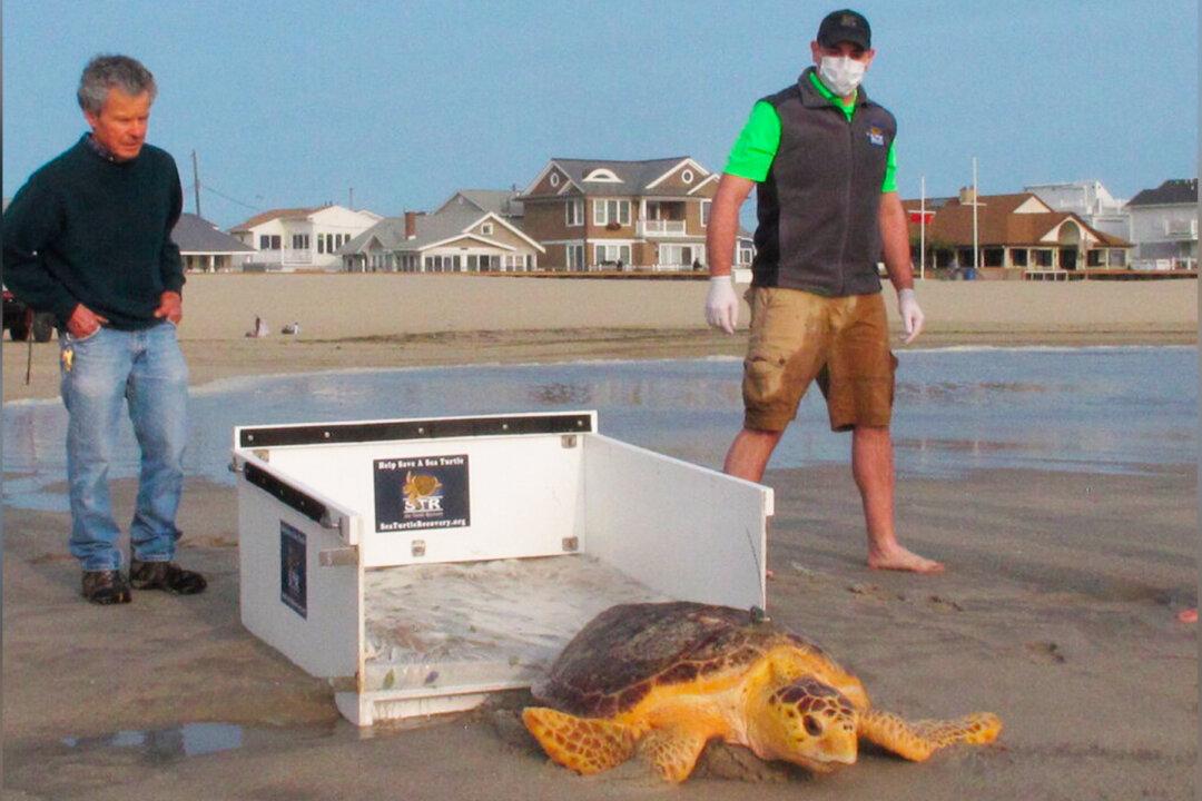 Once Near Death, Rescued Sea Turtles Are Released Back to the Ocean