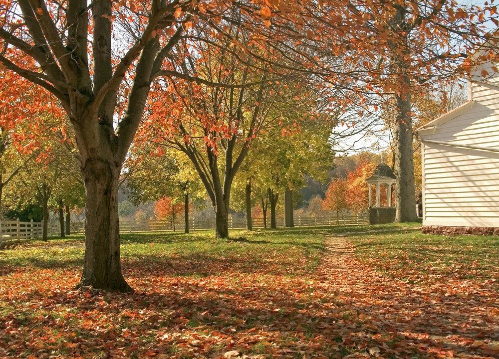 A Greener View: Tree Drought