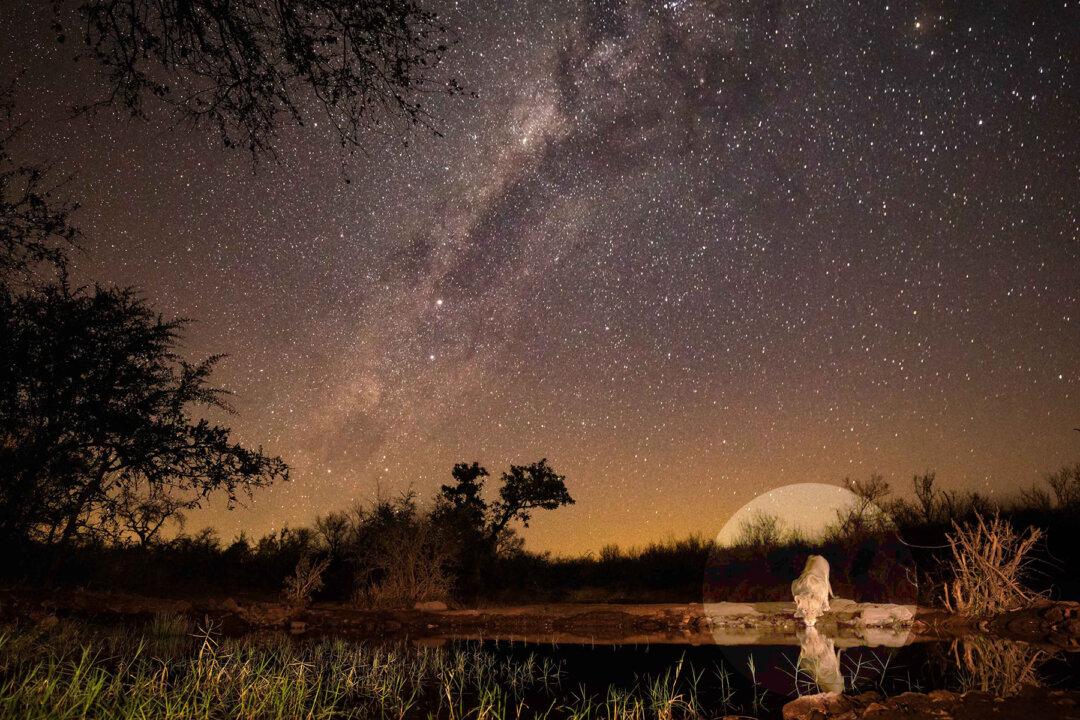 Photographer Captures Stunning Photo of Lion Taking a Drink Under the Milky Way in South Africa