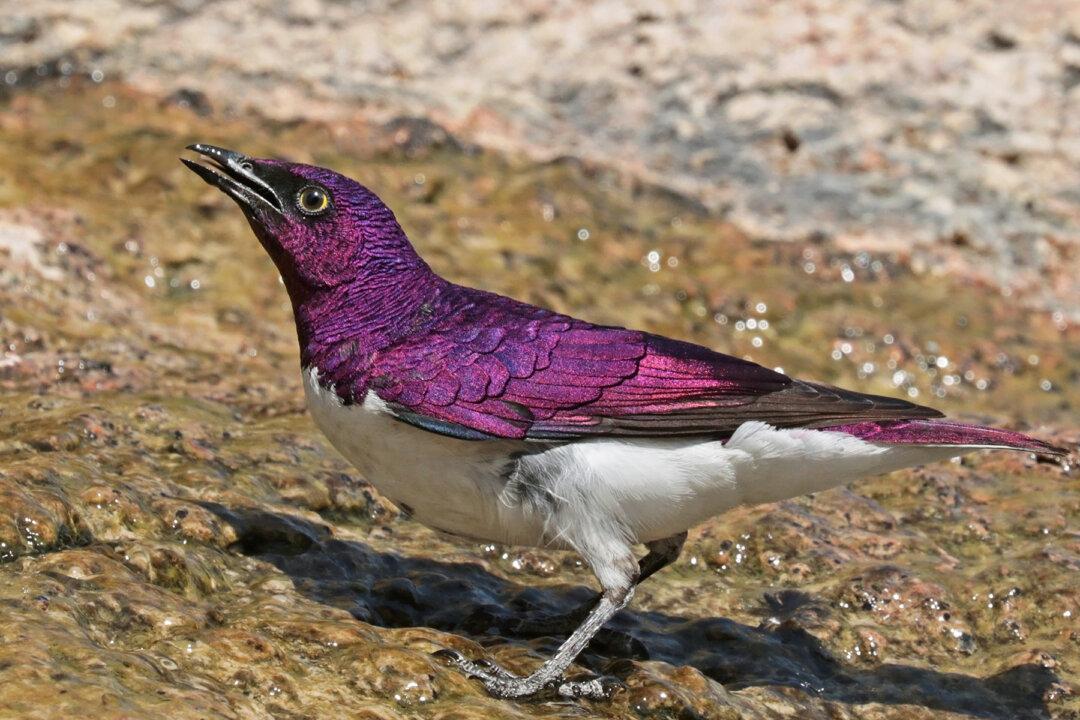 The Spectacular African ‘Amethyst’ Starling Looks Like a Living Gemstone With Wings