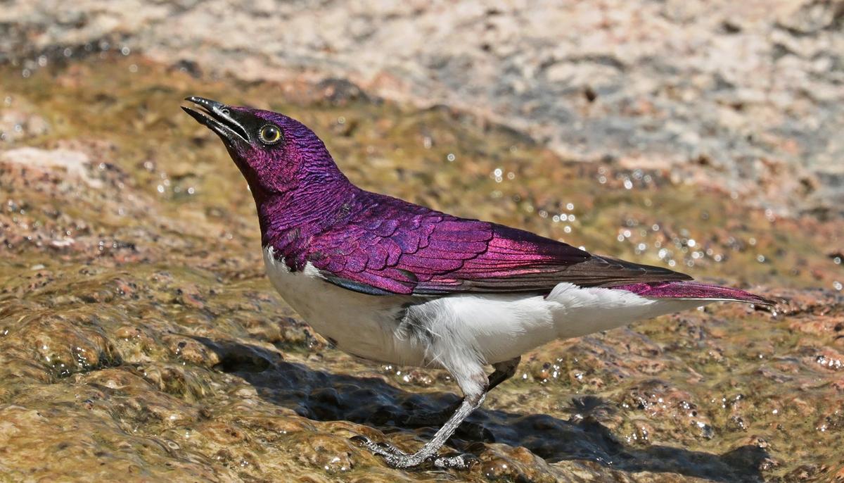 The Spectacular African ‘Amethyst’ Starling Looks Like a Living Gemstone With Wings